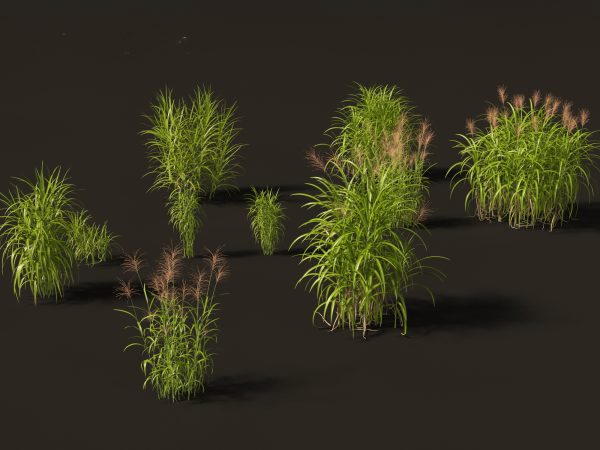 Decorative Ornamental Grasses Pack 29 - Image 10