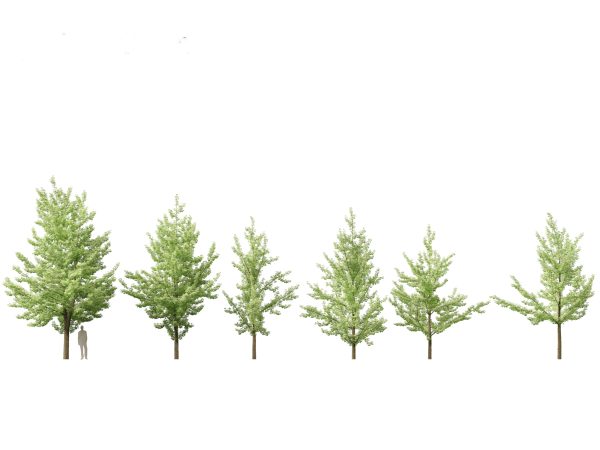Asian Ornamental Trees Pack 21 - Image 4