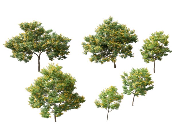Bulnesia arborea - verawood 3D Model
