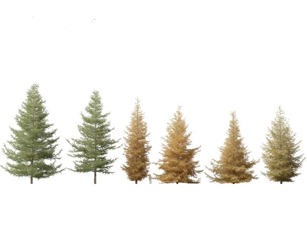 North American Trees & Shrubs Pack 43 - Image 13