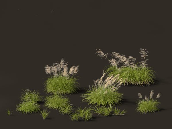Decorative Ornamental Grasses Pack 29 - Image 9