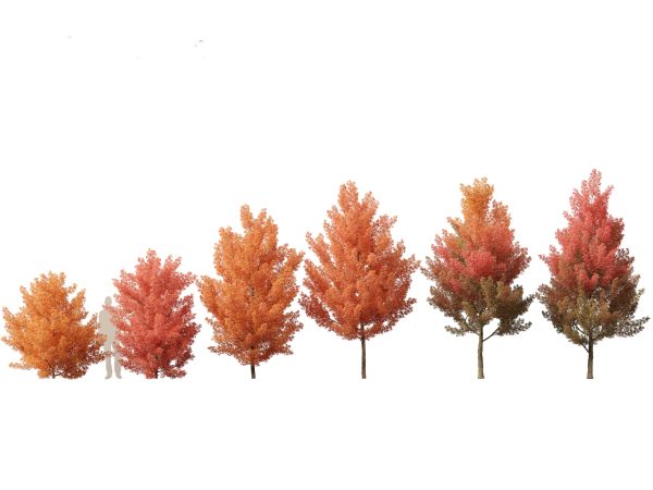 Temperate Flowering Shrubs & Trees Pack 54 - Image 2