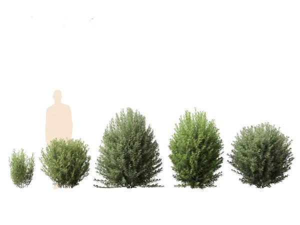 Mediterranean Garden Trees Pack 03 - Image 10