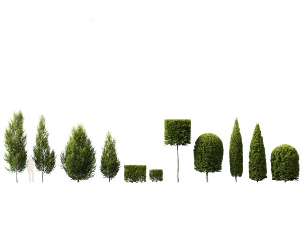 Urban Streetscape Trees Pack 11 - Image 4
