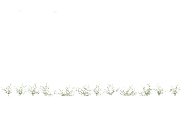 Meadow & Grassland Plants Pack 34 - Image 35