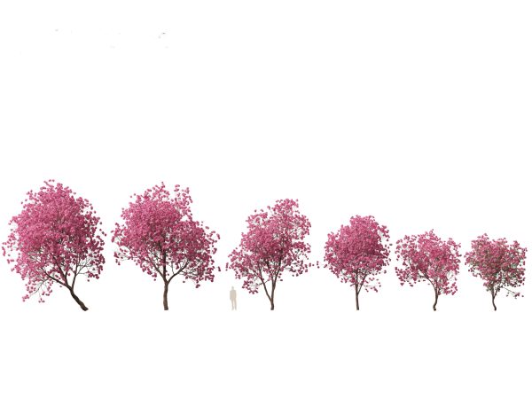 Tropical Giants & Blooms Pack 01 - Image 10