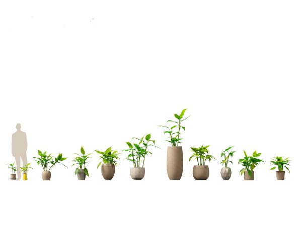 Decorative Indoor Plants Essentials Pack 41 - Image 3