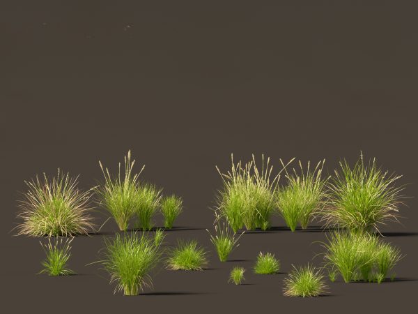 Decorative Ornamental Grasses Pack 29 - Image 5