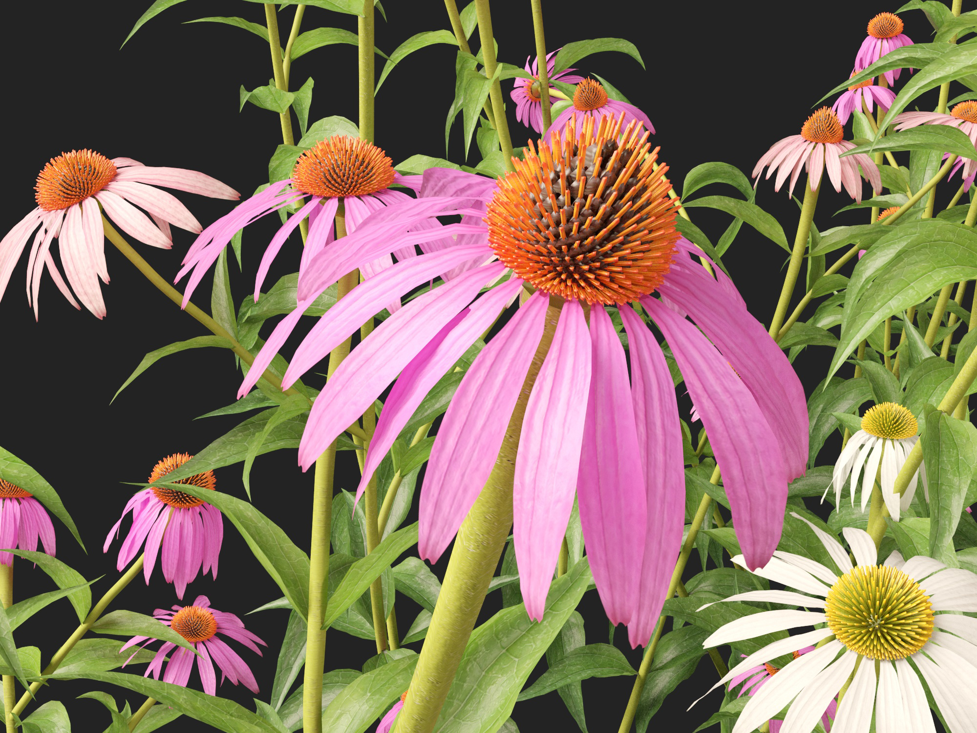 Echinacea purpurea - purple coneflower - Image 3