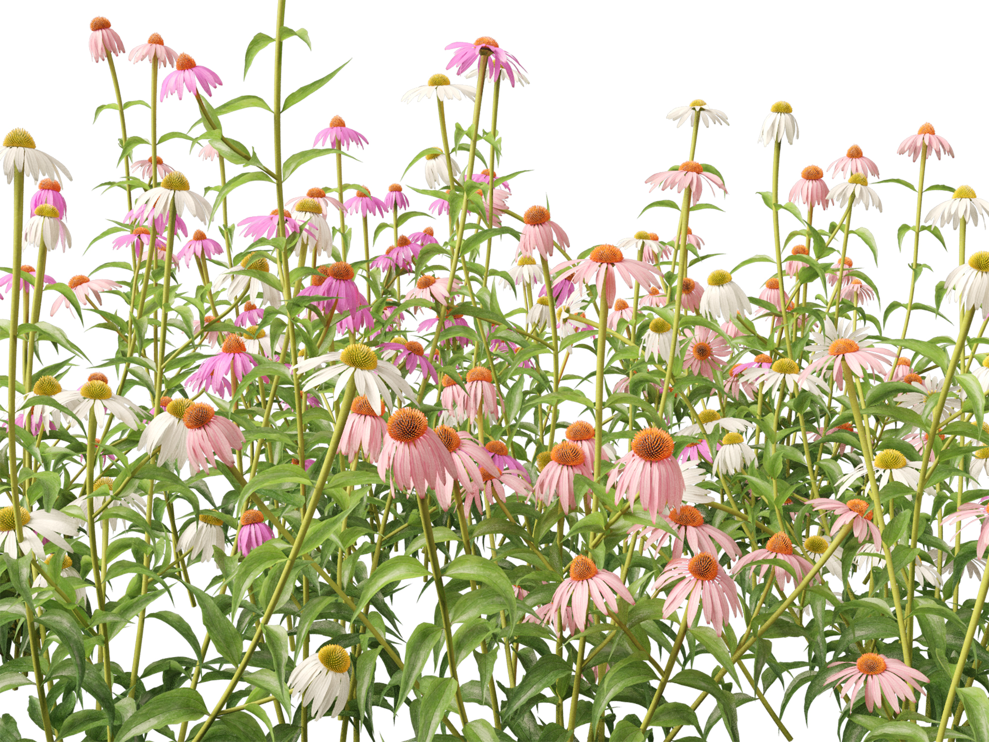 Echinacea purpurea - purple coneflower