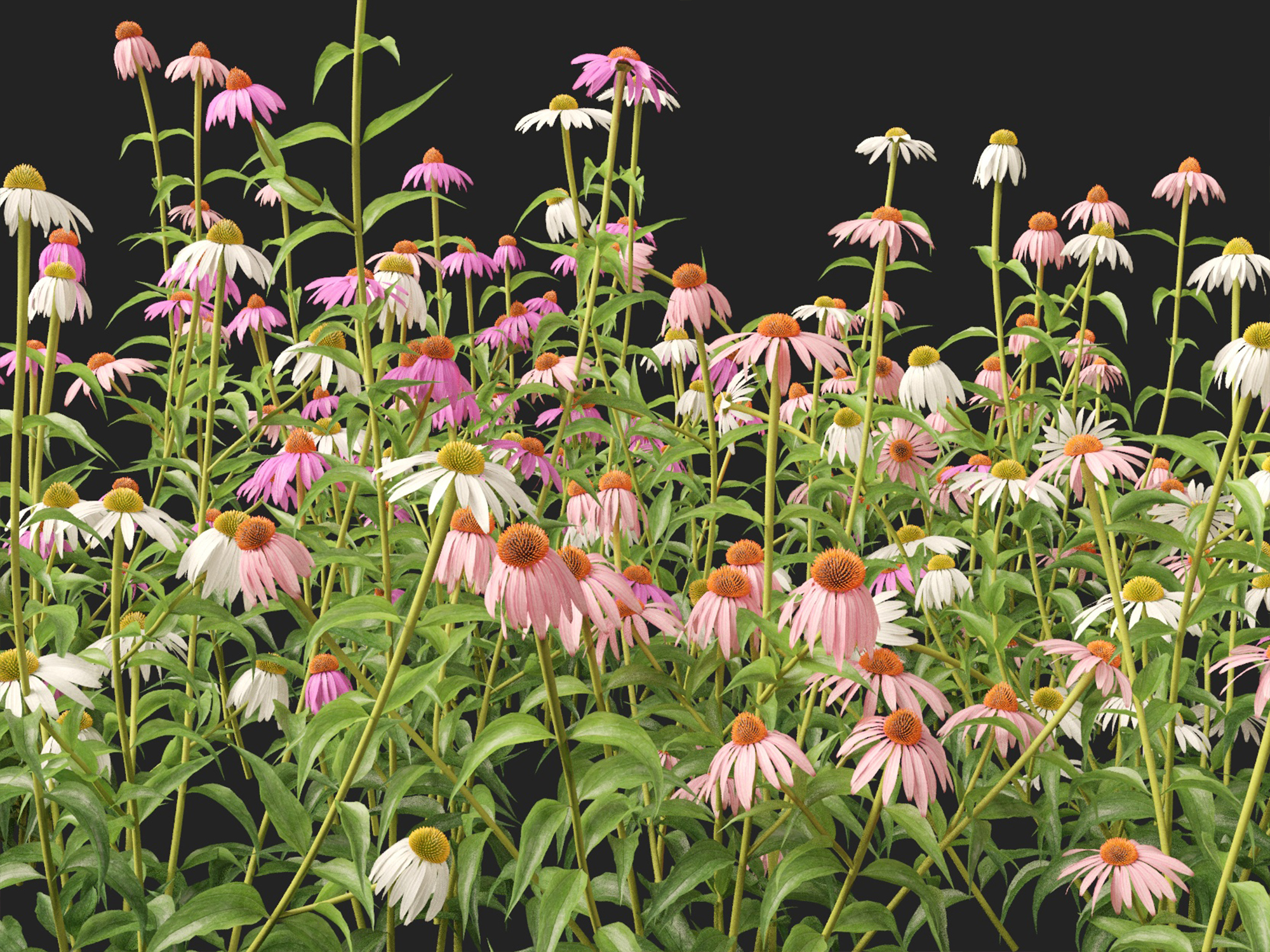 Echinacea purpurea - purple coneflower - Image 5