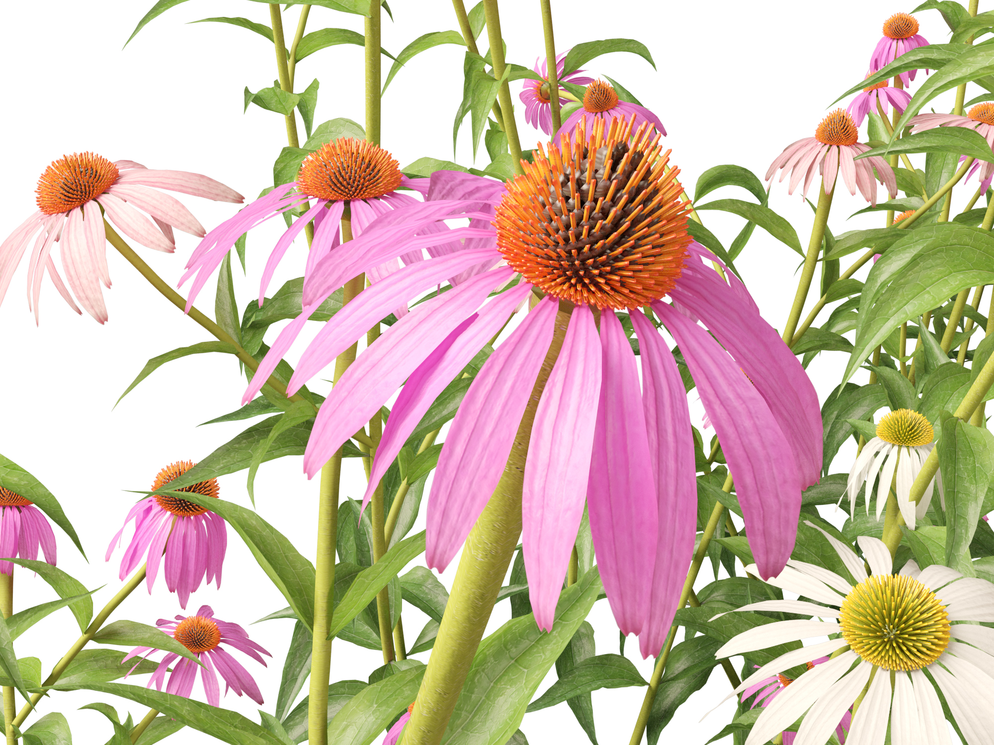 Echinacea purpurea - purple coneflower - Image 4