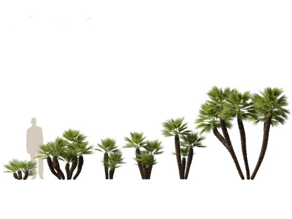 Tropical Giants & Palms Pack 02 - Image 8