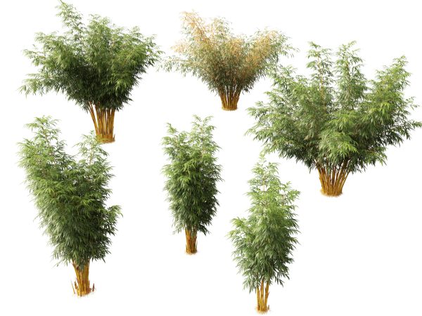 Elegant Bamboo & Grasses Pack 33 - Image 25