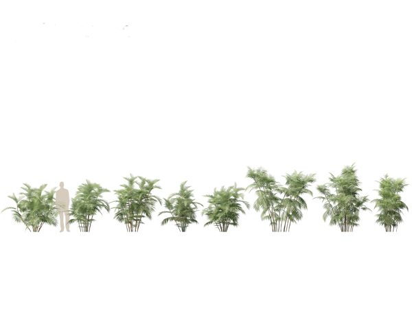 Elegant Bamboo & Grasses Pack 33 - Image 17