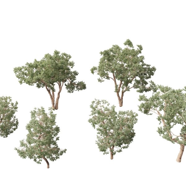 Australian Native Trees Pack 31 - Image 23