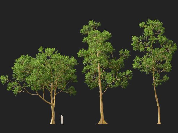 Eucalyptus deglupta - Rainbow Gum 3D Model - Image 11