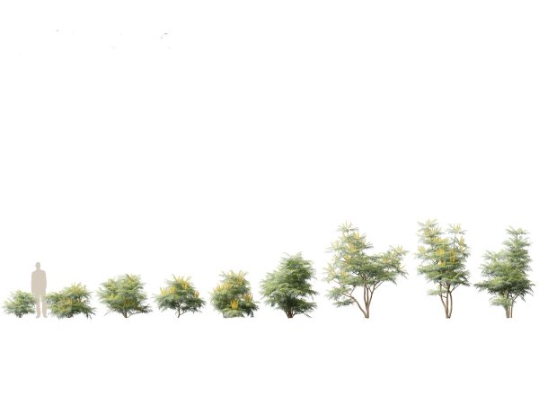 Asian Garden Flora Pack 13 - Image 8