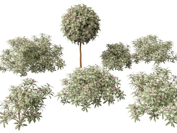 Flowering Garden Shrubs Pack 47 - Image 23