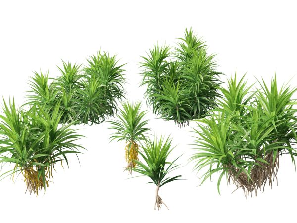 Tropical & Exotic Foliage Pack 49 - Image 10