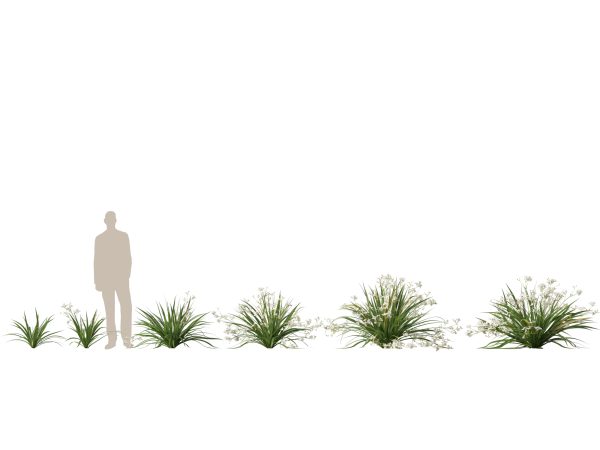 Libertia paniculata - Branching grass-flag 3D Model - Image 2