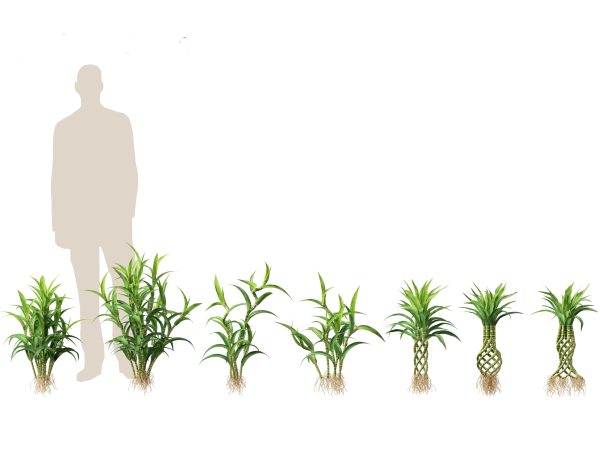 Decorative Indoor Plants Essentials Pack 41 - Image 18