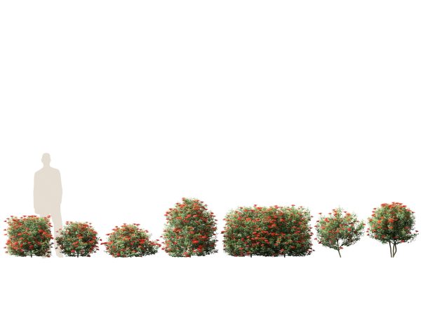 Hedge & Border Plants Pack 26 - Image 10