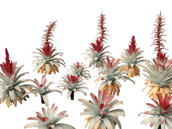 Exotic Tropical Greenery Pack 36 - Image 2