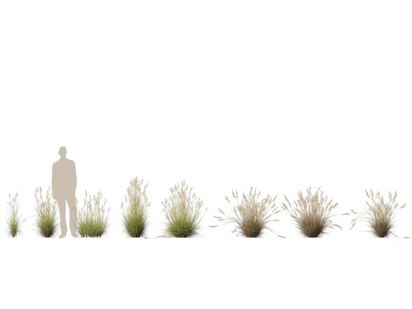 Rytidosperma caespitosum - Common Wallaby-grass 3D Model - Image 2