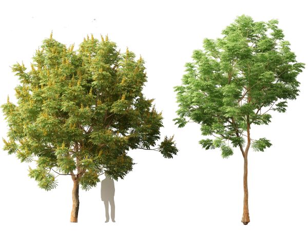 Tropical & Subtropical Trees Pack 46 - Image 3
