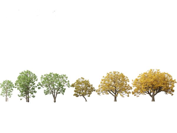 Northern Forest Trees Pack 19 - Image 16