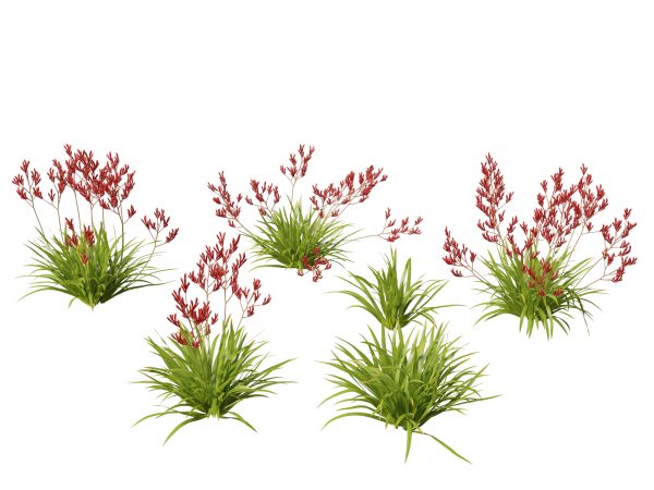 Australian Garden Essentials Pack 30 - Image 3