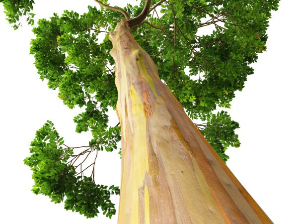 Tropical & Subtropical Trees Pack 46 - Image 9