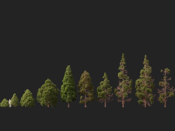 UE5 Wind Plants - cryptomeria japonica - Japanese cedar - Image 10
