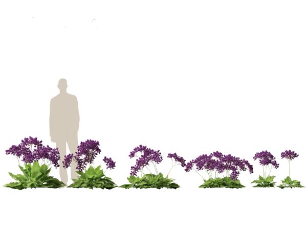 Mediterranean & Arid Plants Pack 44 - Image 17