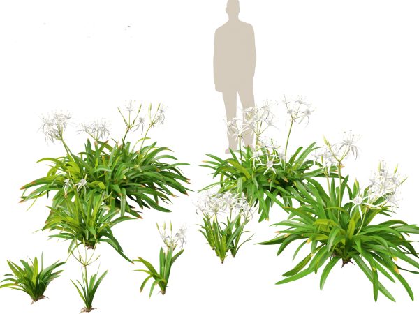 Flowering Perennials & Herbs Pack 42 - Image 11