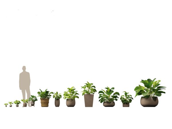 Decorative Indoor Plants Essentials Pack 41 - Image 12