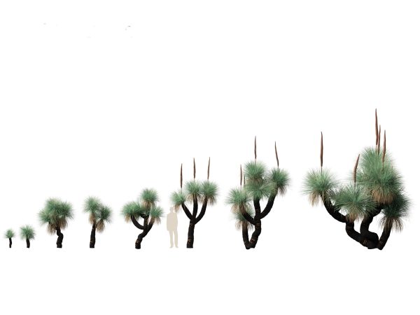 Tropical & Architectural Foliage Pack 51 - Image 6