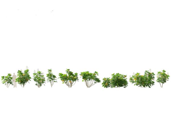 Garden Greenery Essentials Pack 39 - Image 17