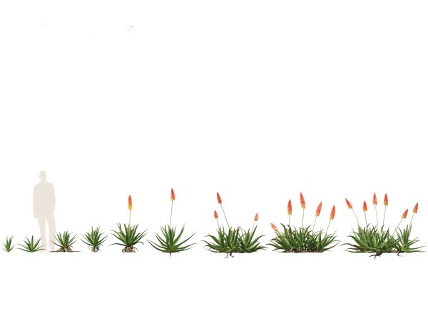 Succulents & Desert Plants Pack 07 - Image 5