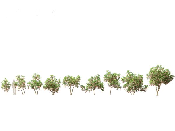 Temperate Flowering Shrubs & Trees Pack 54 - Image 5