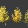 Ginkgo Biloba – Maidenhair Tree 02 3D Model - Image 4