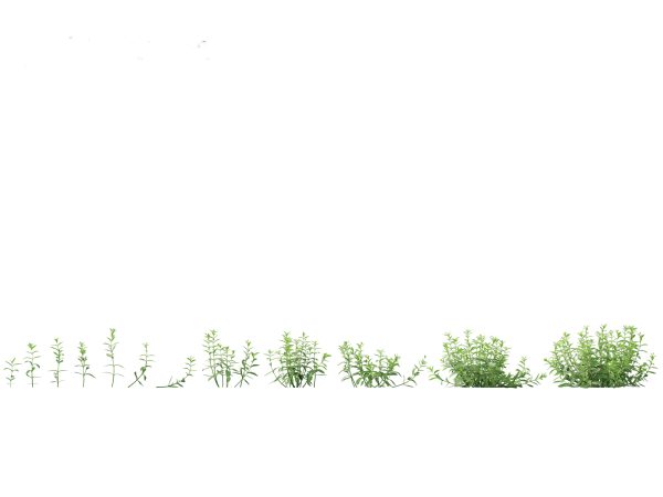 Meadow & Grassland Plants Pack 34 - Image 2