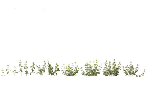 Meadow & Grassland Plants Pack 34 - Image 10