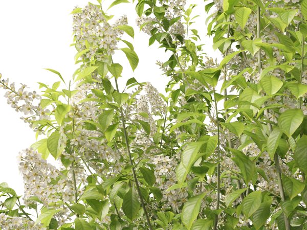 Temperate Flowering Shrubs & Trees Pack 54 - Image 23