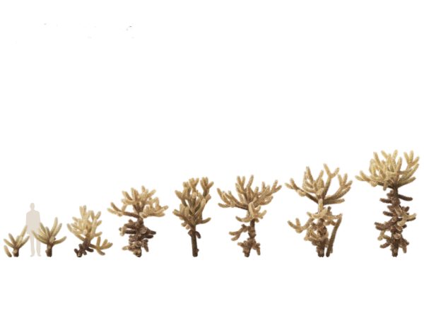 Succulents & Desert Plants Pack 07 - Image 7