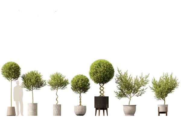 Large Potted Greenery Pack 40 - Image 9