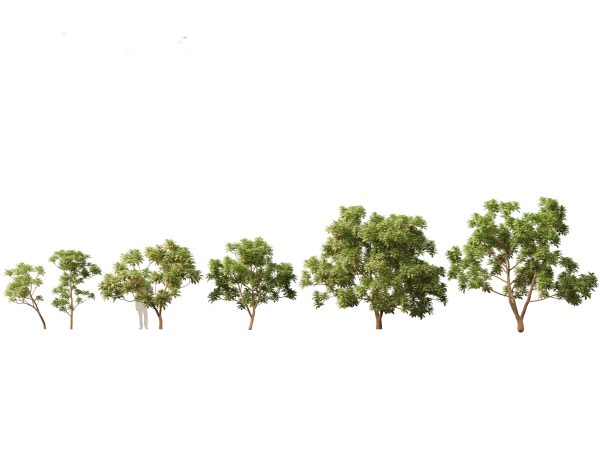 Arid & Savanna Trees Pack 24 - Image 6