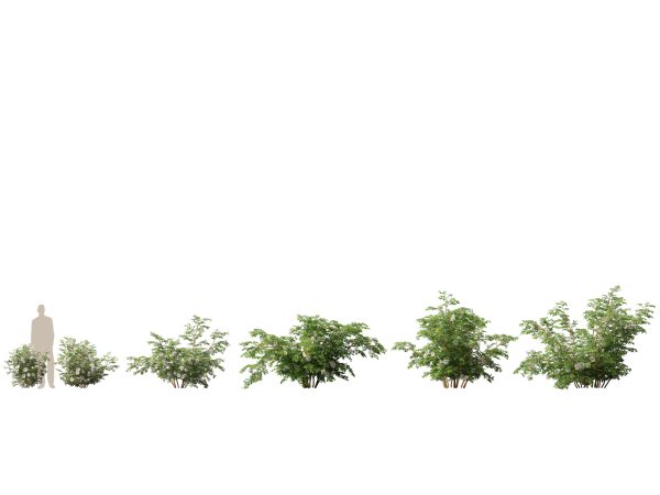 Temperate Flowering Shrubs & Trees Pack 54 - Image 15