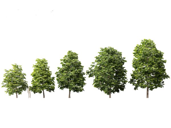 Parkland & Avenue Trees Pack 12 - Image 16